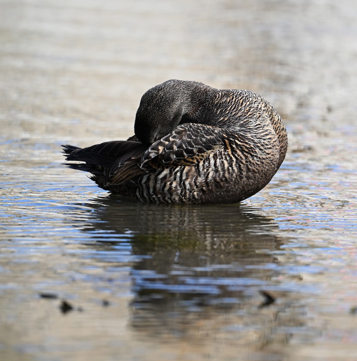 Common Eider (Eurasian) - ML622966188