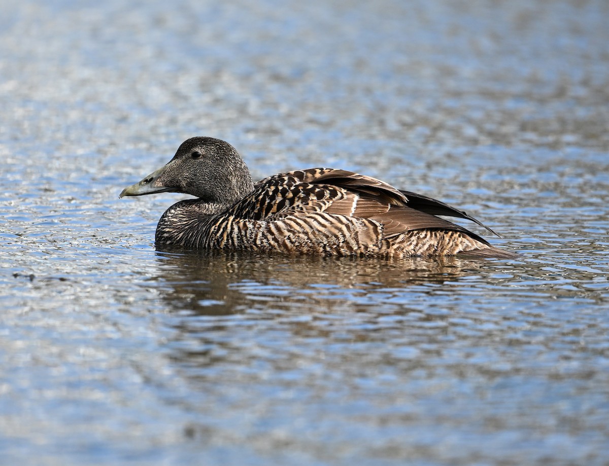 Common Eider (Eurasian) - ML622966189