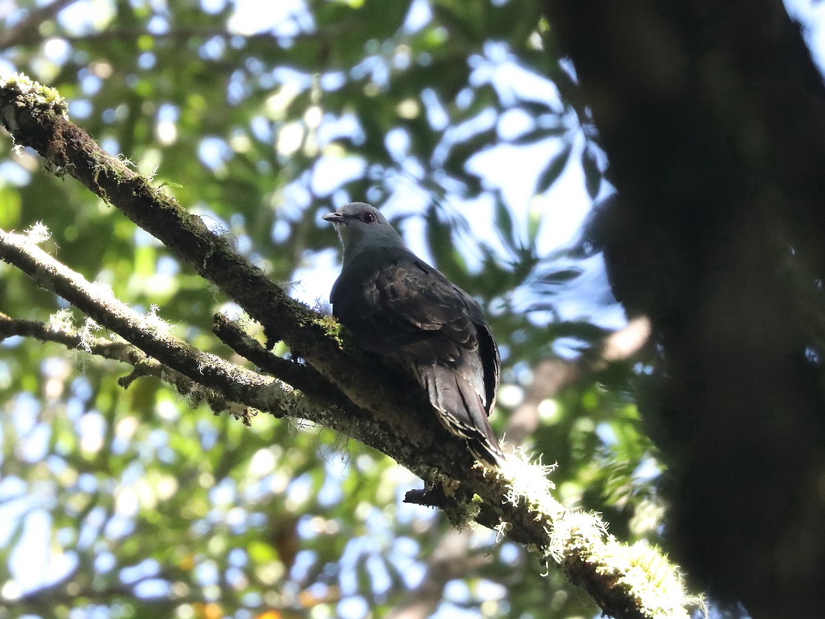 Sombre Pigeon - ML622966190