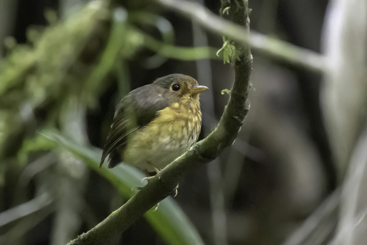 Ochre-breasted Antpitta - ML622966198