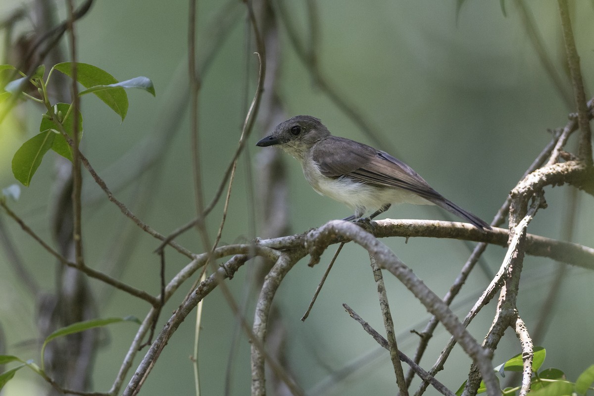 Mangrove Whistler - ML622966200