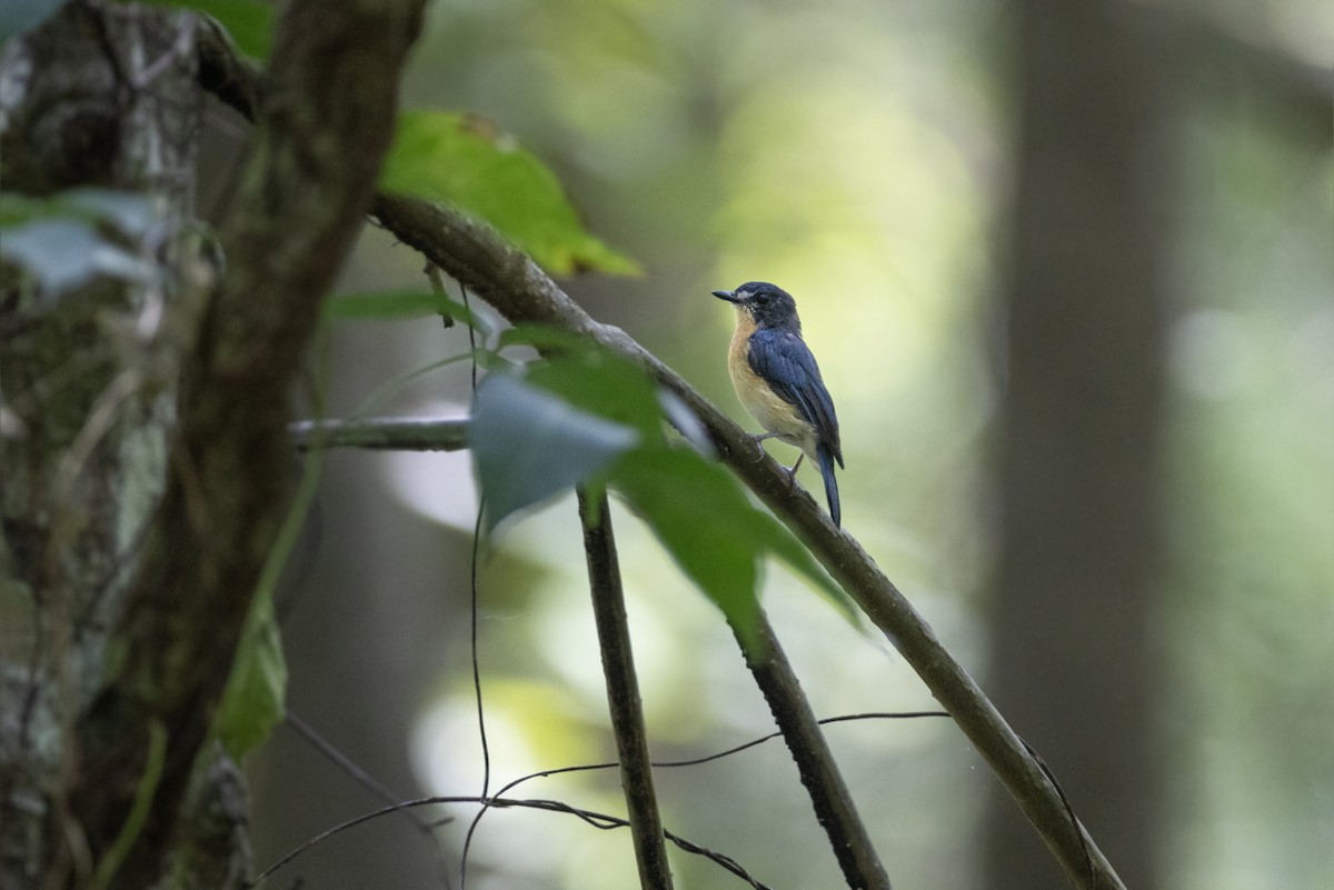 Mangrove Blue Flycatcher - Jan-Peter  Kelder