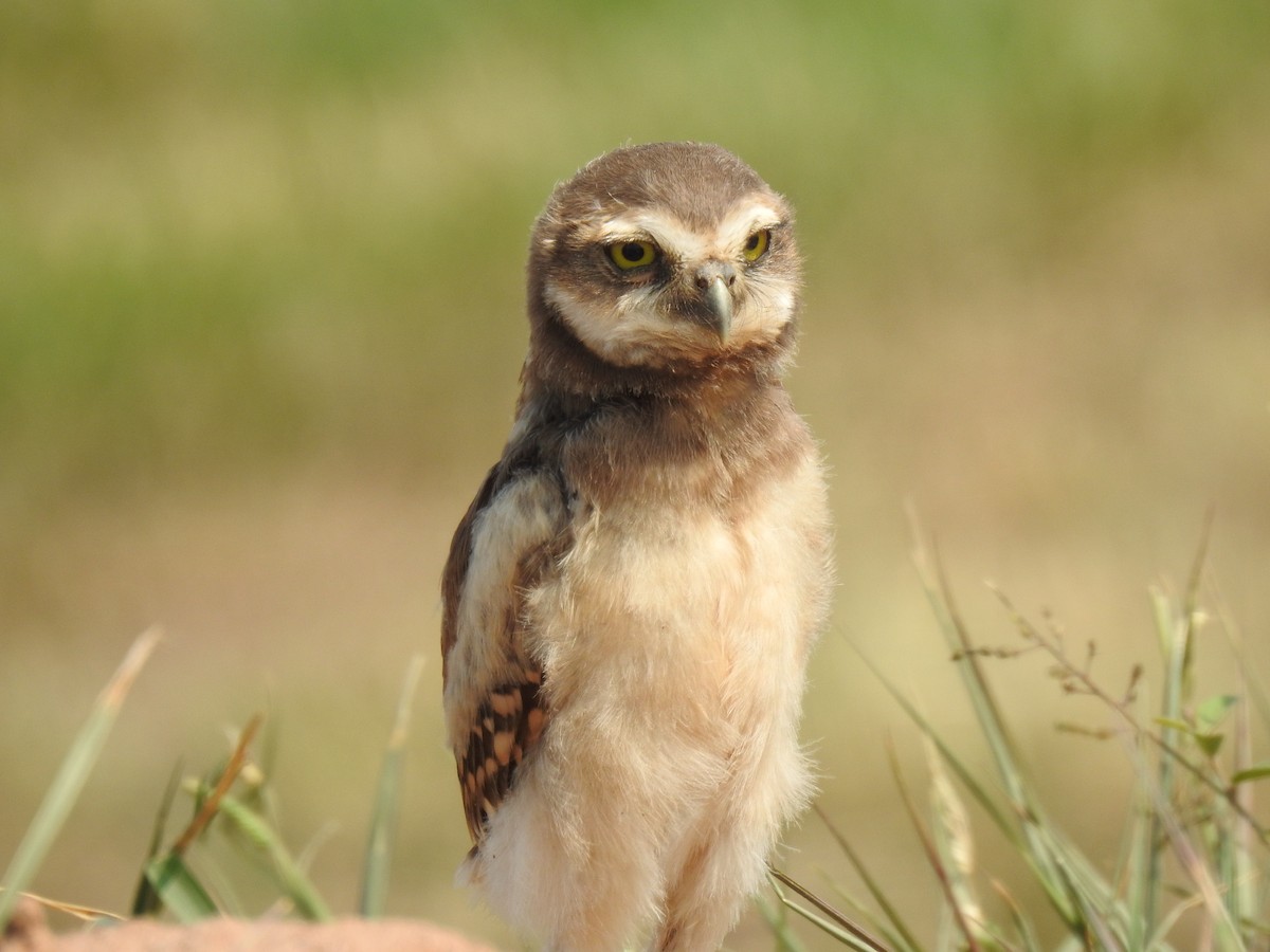 Burrowing Owl - ML622966228