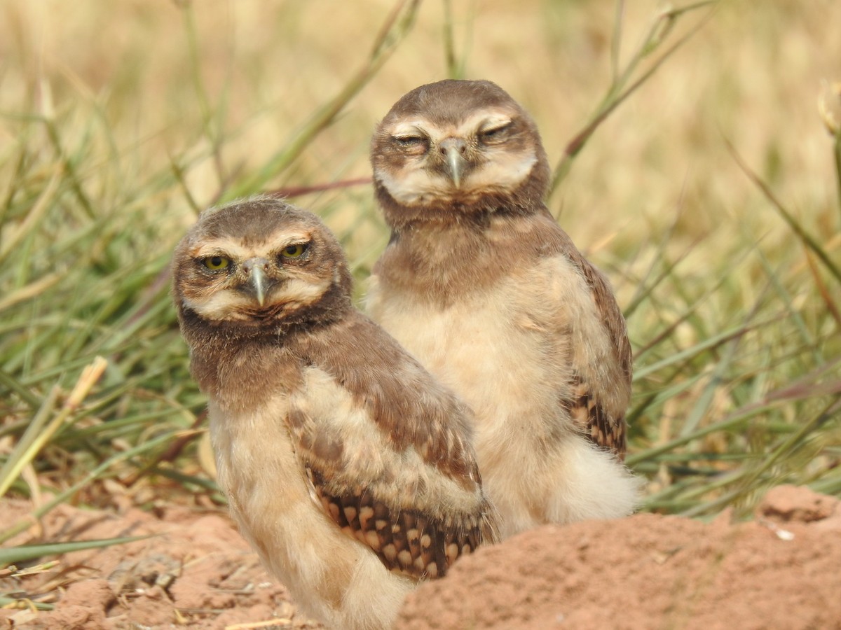 Burrowing Owl - ML622966240