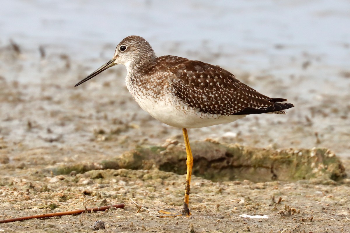 Greater Yellowlegs - ML622966242