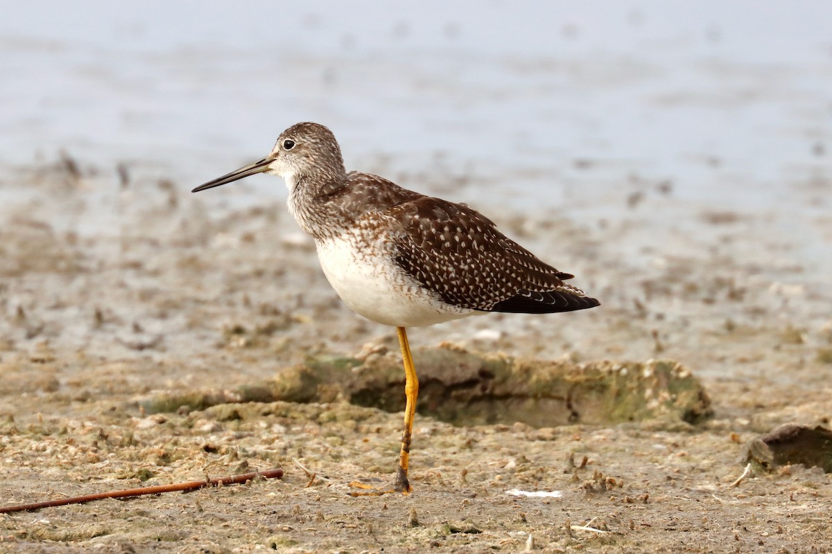 Greater Yellowlegs - ML622966243