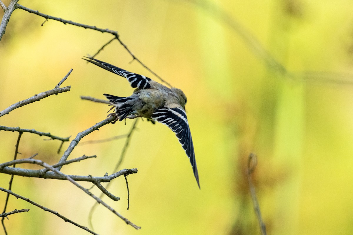 American Goldfinch - ML622966247