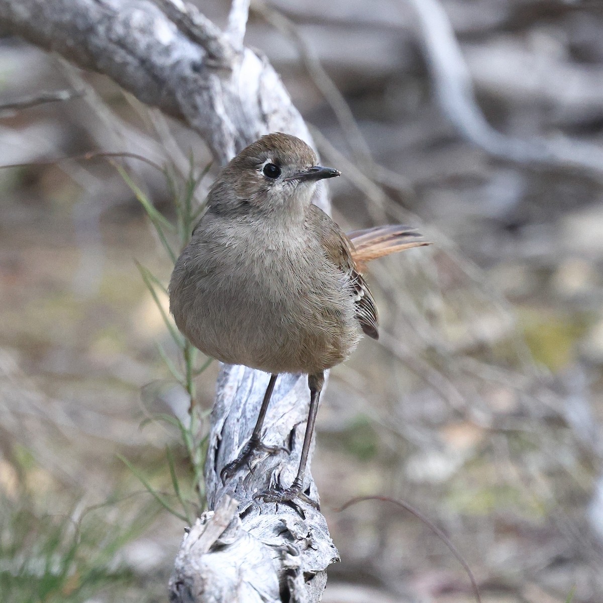 Southern Scrub-Robin - ML622966294