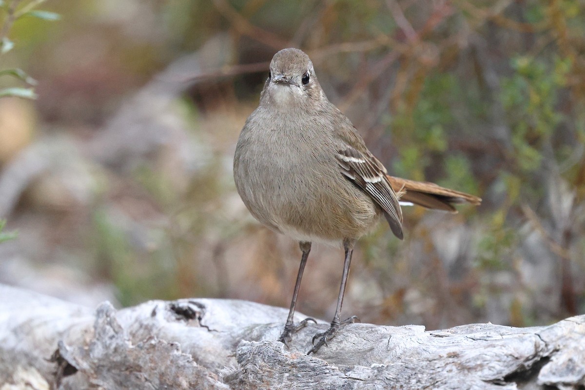 Southern Scrub-Robin - ML622966300