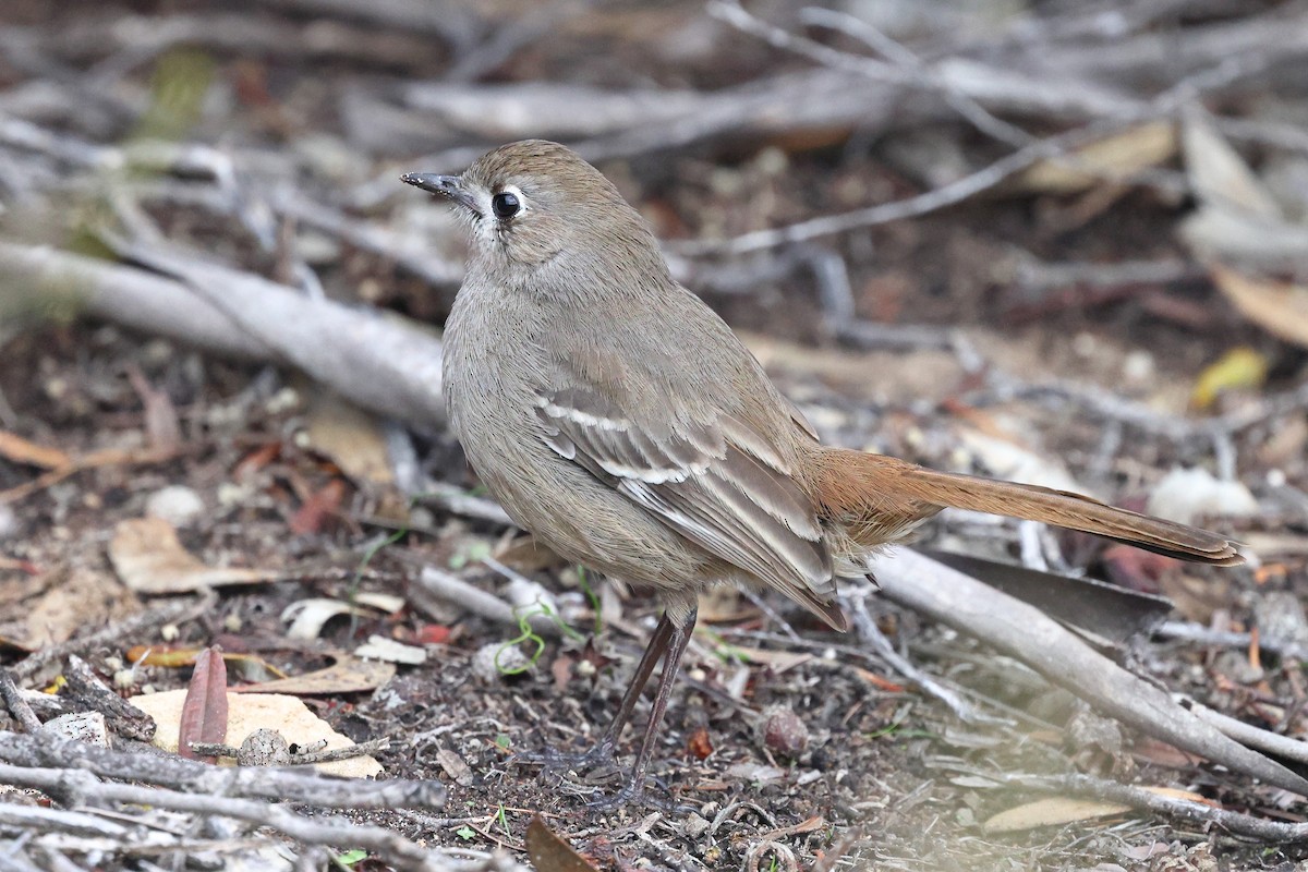 Southern Scrub-Robin - Sam Zhang