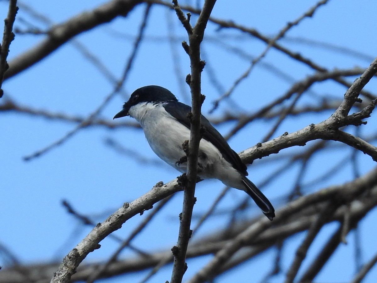 Black-winged Flycatcher-shrike - ML622966327