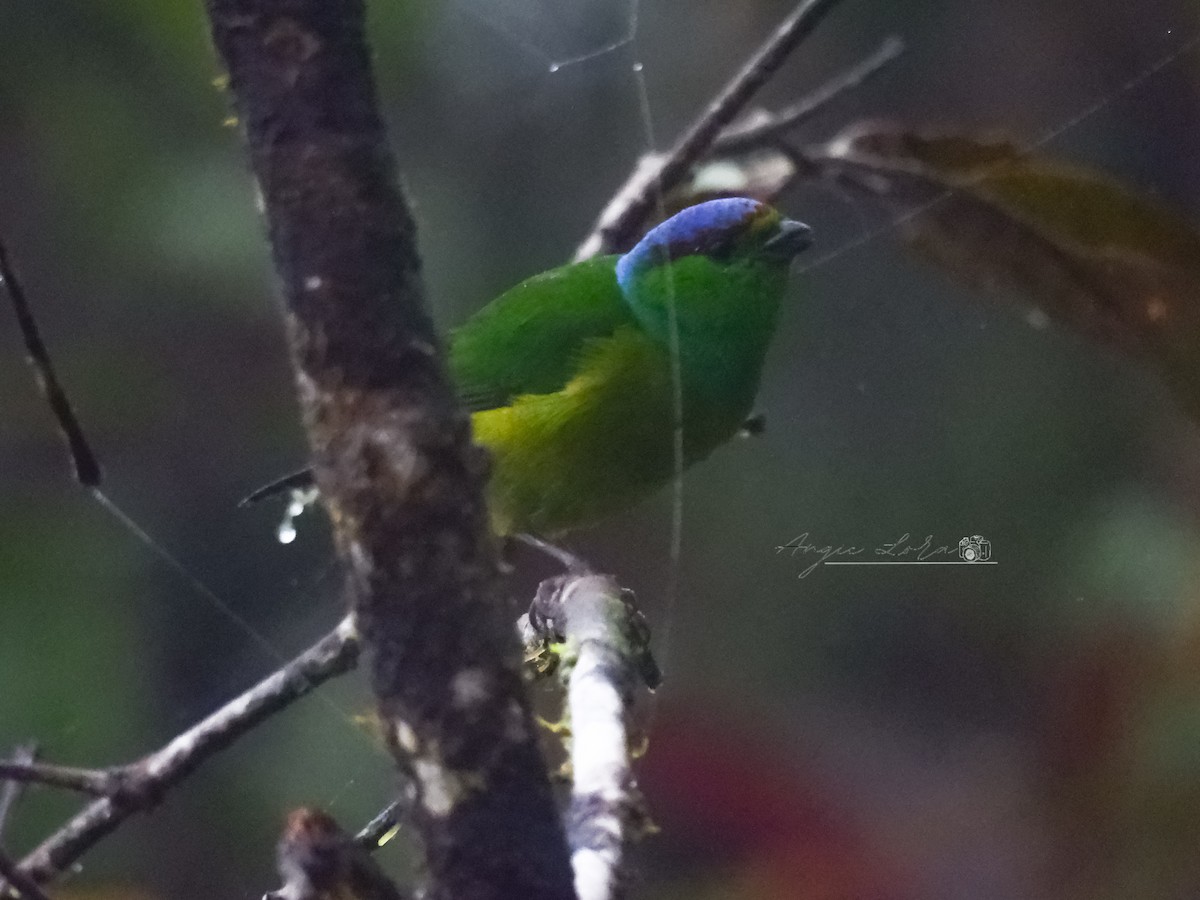 Chestnut-breasted Chlorophonia - ML622966367