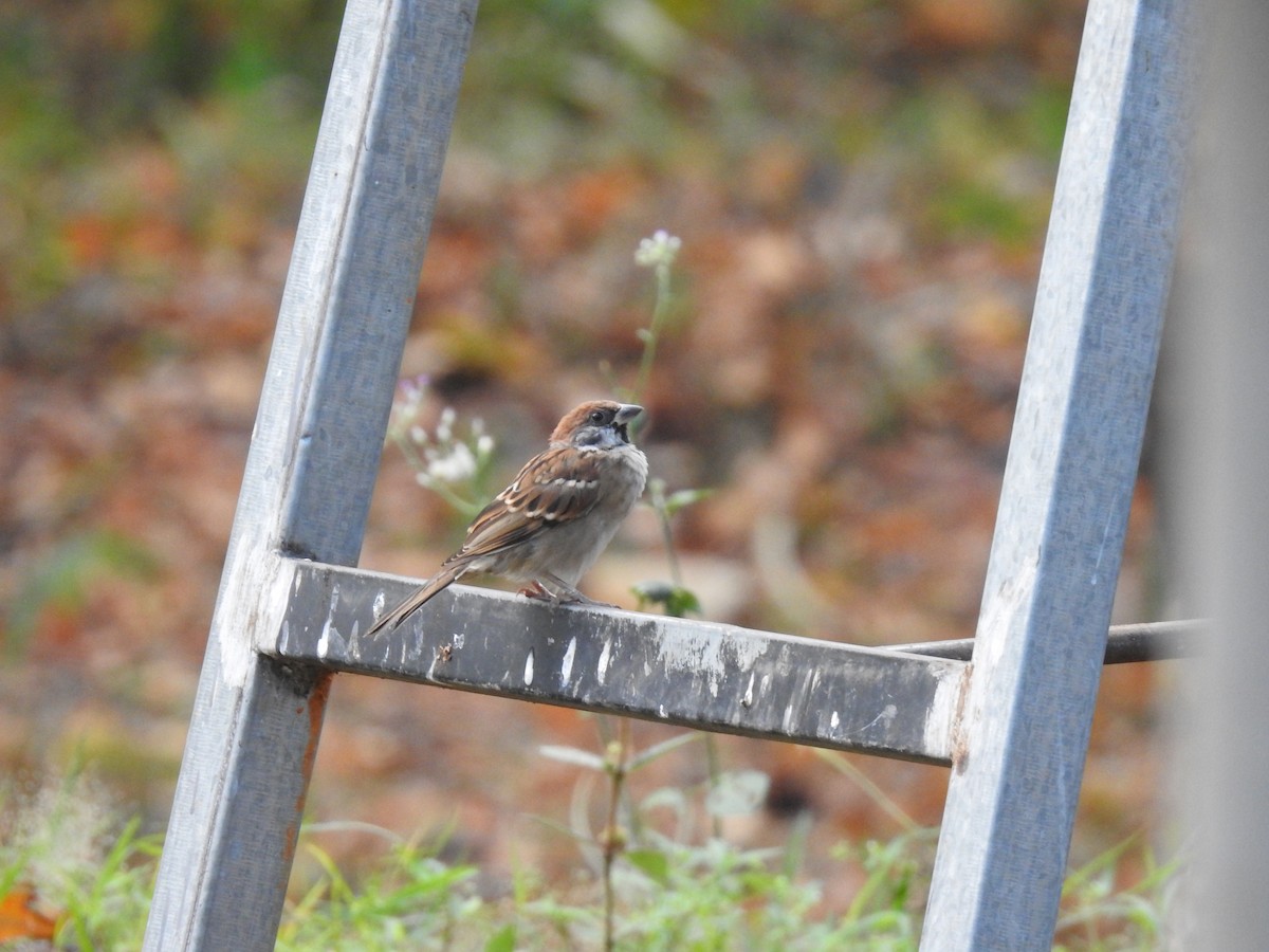 Moineau friquet - ML622966369