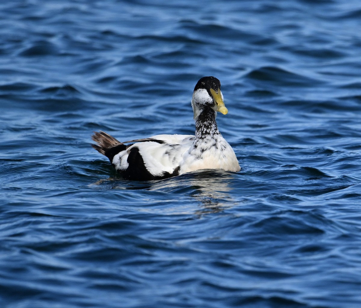 Common Eider (Eurasian) - ML622966374