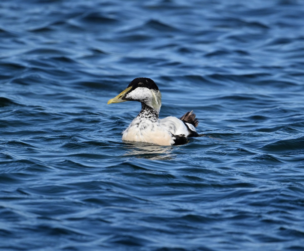 Common Eider (Eurasian) - ML622966375