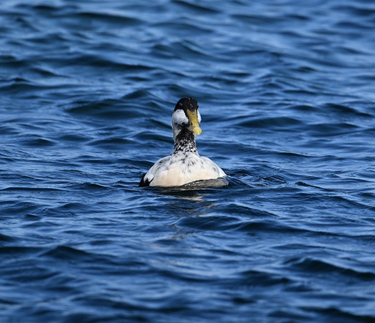 Common Eider (Eurasian) - ML622966376