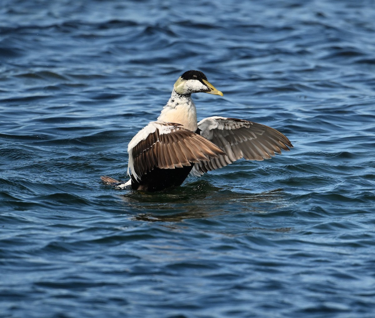 Common Eider (Eurasian) - ML622966377