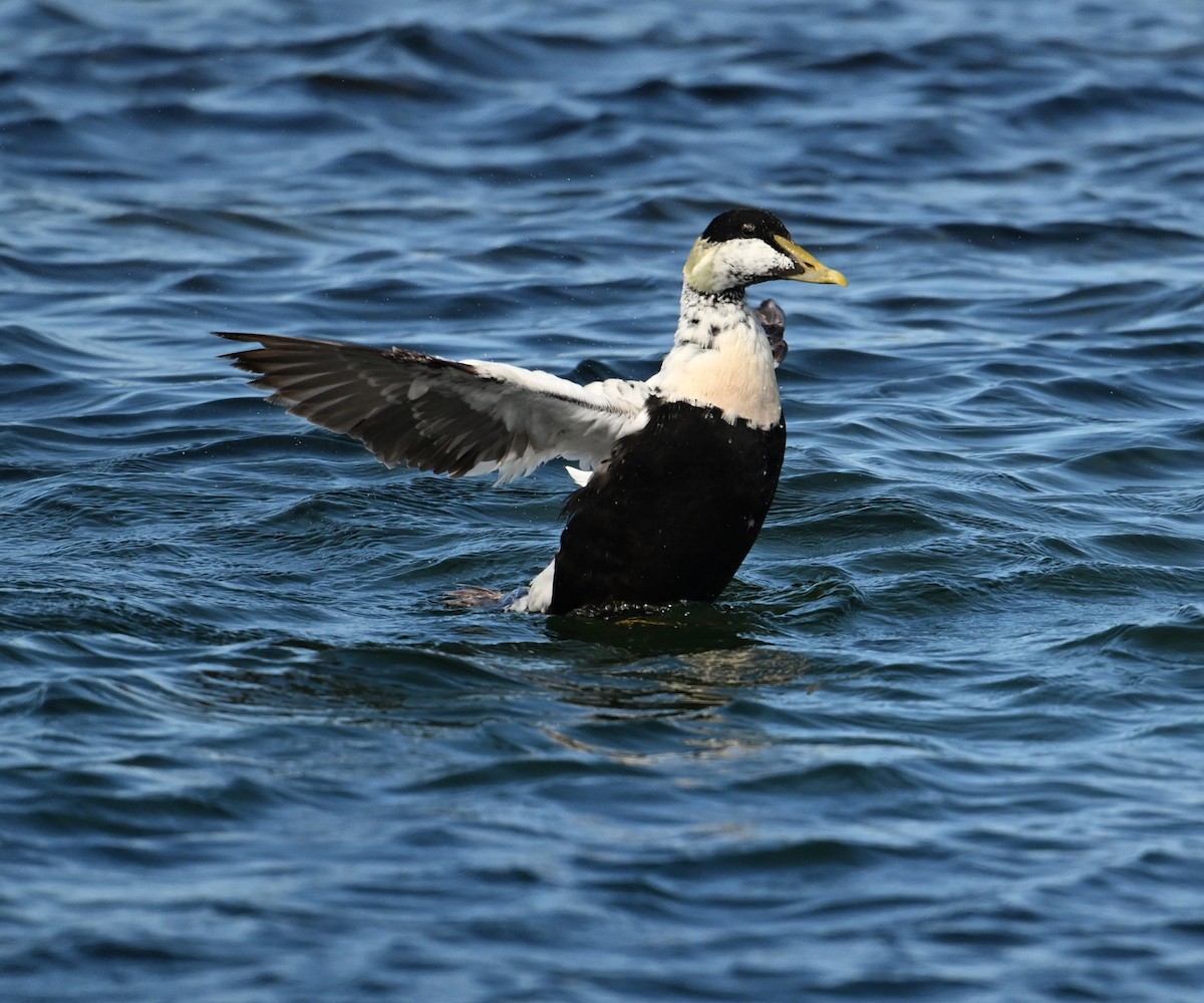 Common Eider (Eurasian) - ML622966378