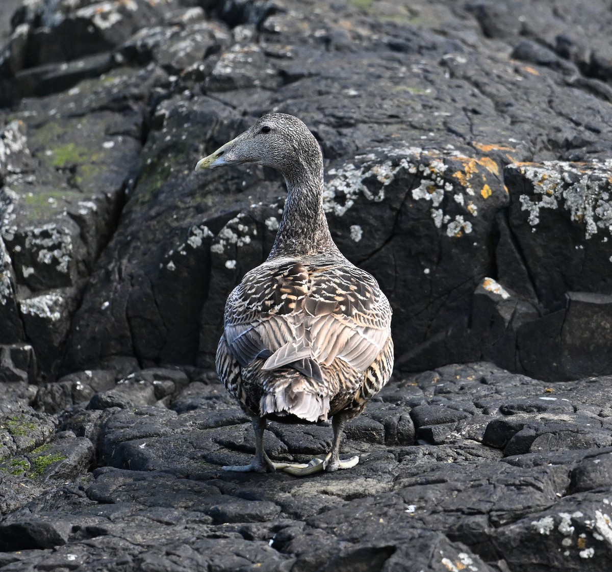 Common Eider (Eurasian) - ML622966379