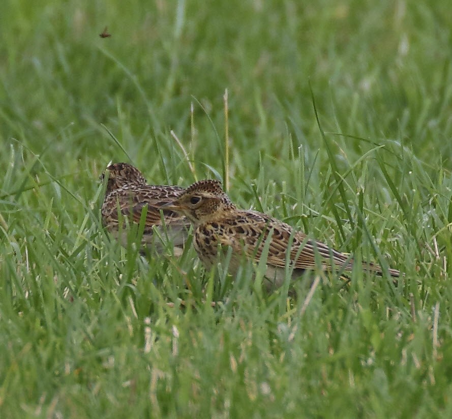 Eurasian Skylark - ML622966404