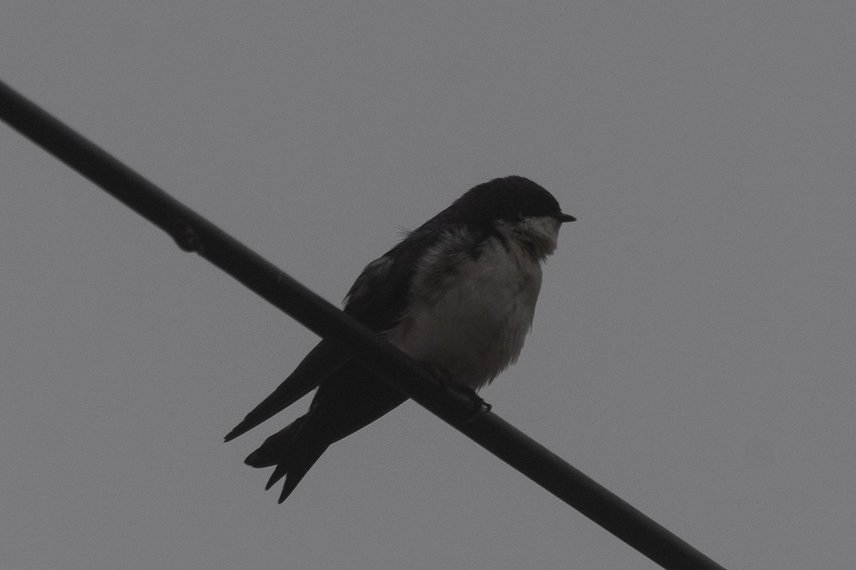 Blue-and-white Swallow - Nicolas Mazzini