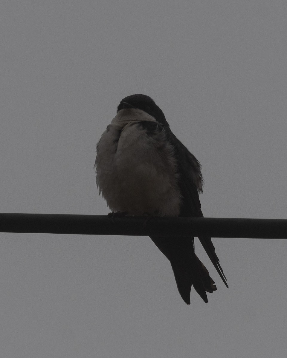 Blue-and-white Swallow - Nicolas Mazzini