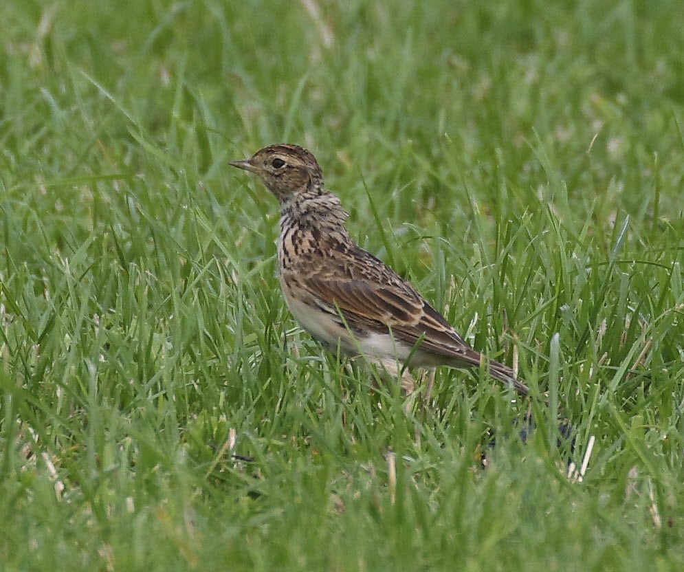 Eurasian Skylark - ML622966423