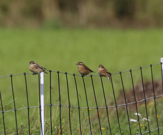 Whinchat - Odd Kindberg