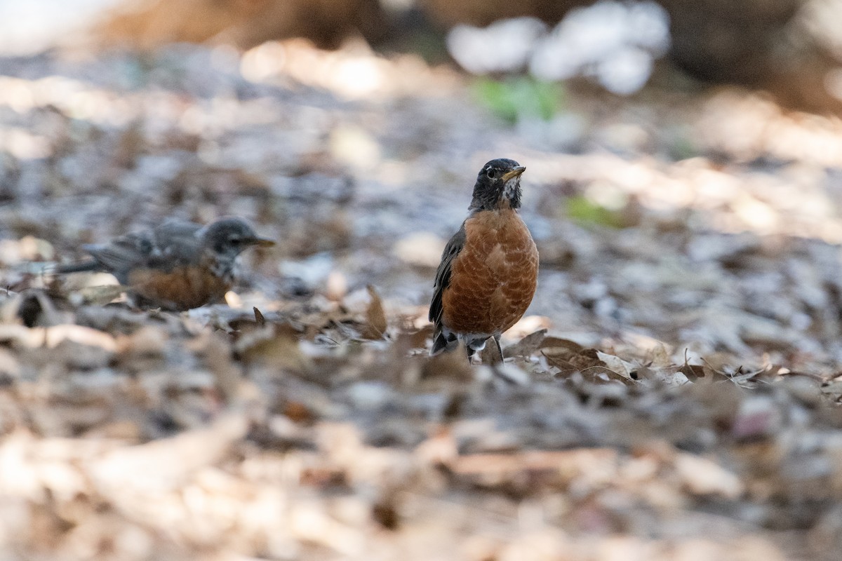 American Robin - Brent Reed