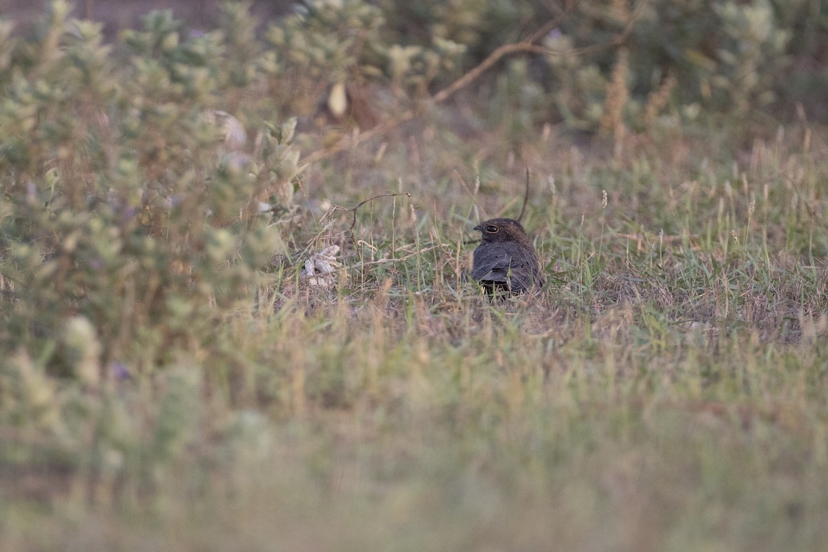 Savanna Nightjar - Jan-Peter  Kelder