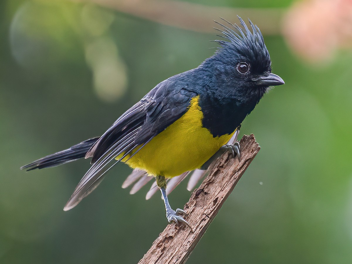 Photos - Sultan Tit - Melanochlora sultanea - Birds of the World