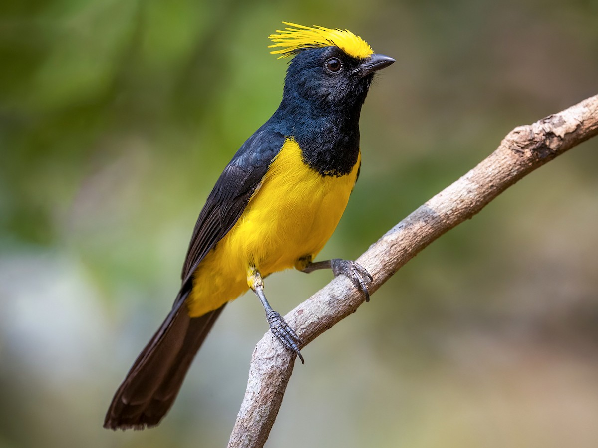 Photos - Sultan Tit - Melanochlora sultanea - Birds of the World