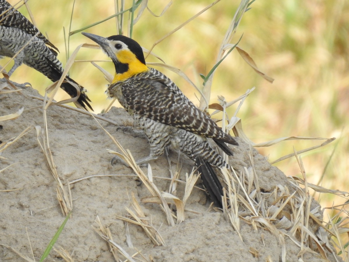 Campo Flicker - Justin Harris