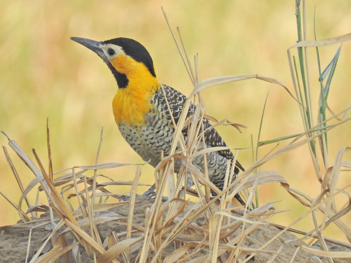 Campo Flicker - Justin Harris