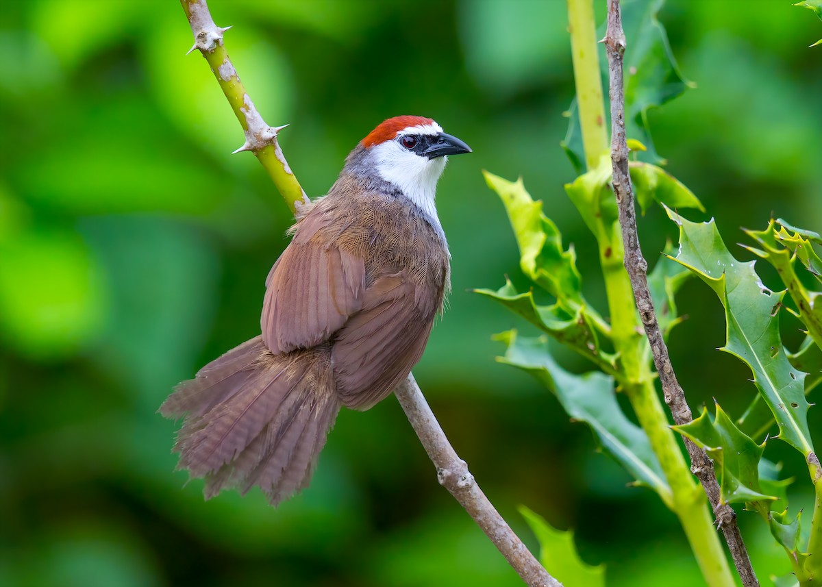 Chestnut-capped Babbler - ML622966638