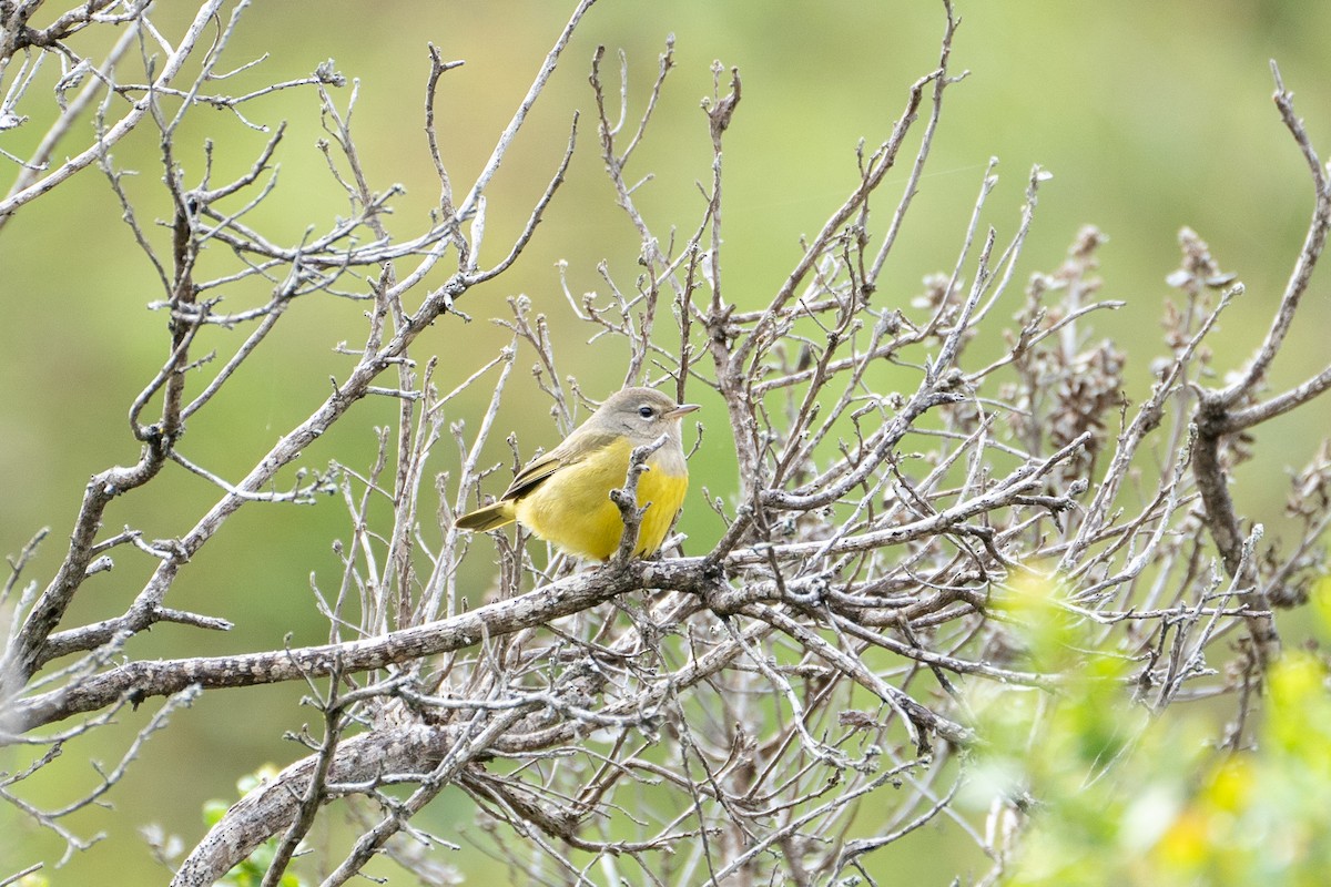 MacGillivray's Warbler - ML622966654