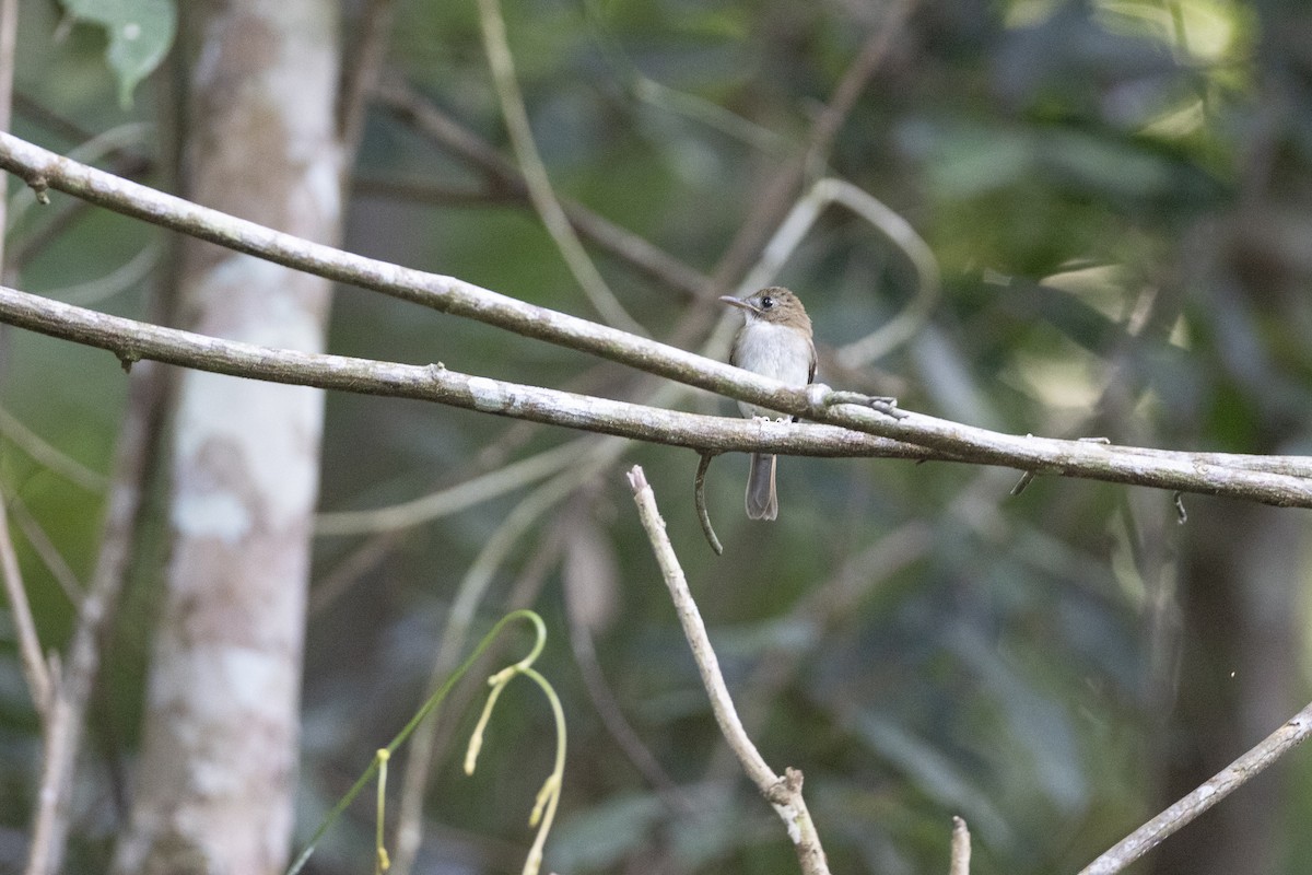 Gray-chested Jungle Flycatcher - ML622966679