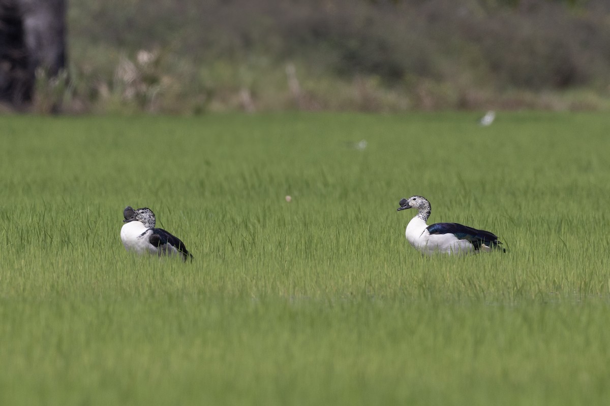 Knob-billed Duck - ML622966899