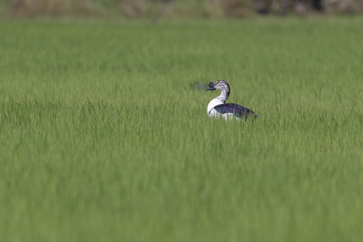 Knob-billed Duck - ML622966900