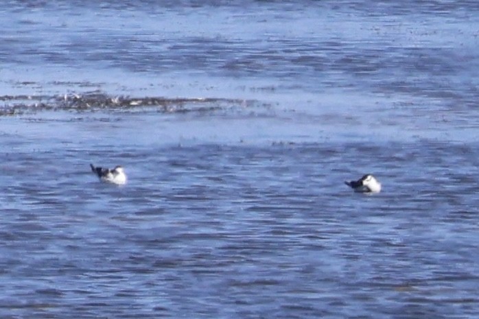 Little Gull - Forrest Wickman