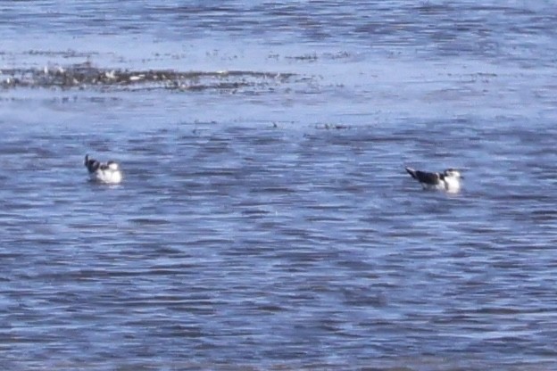 Mouette pygmée - ML622966985