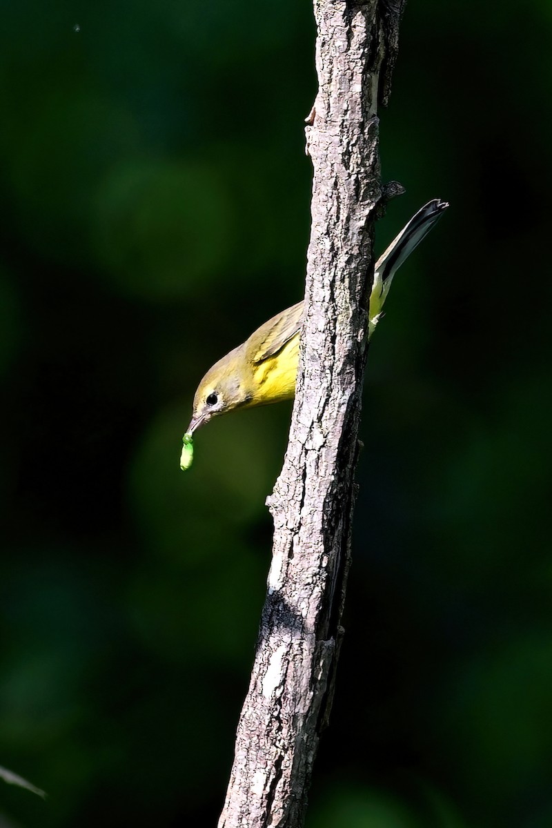 Prairie Warbler - ML622967001