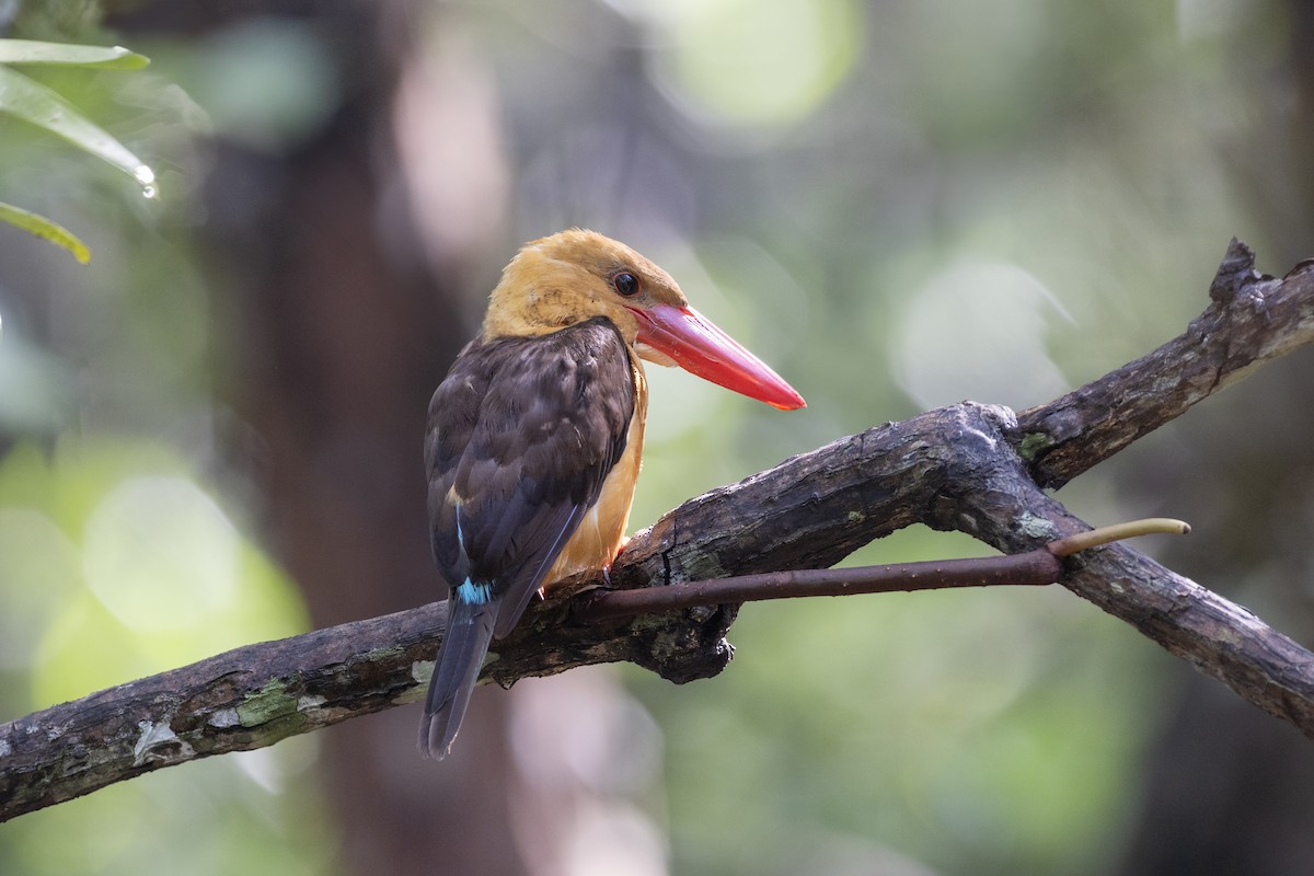 Brown-winged Kingfisher - ML622967002