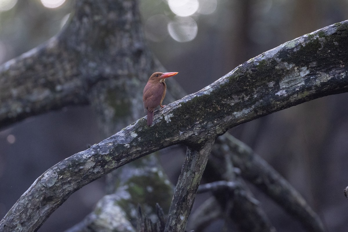 Ruddy Kingfisher - ML622967013