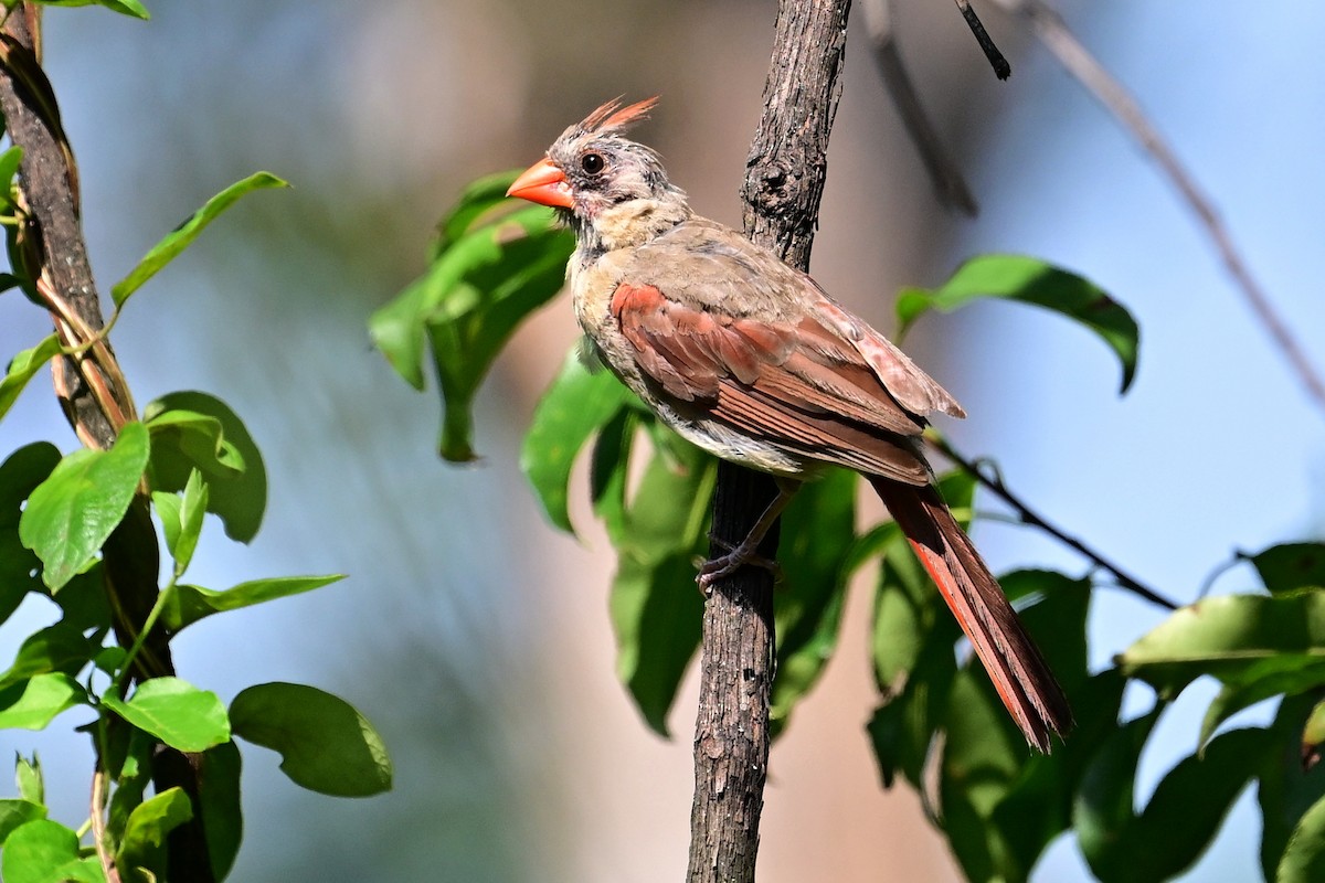 Northern Cardinal - ML622967018