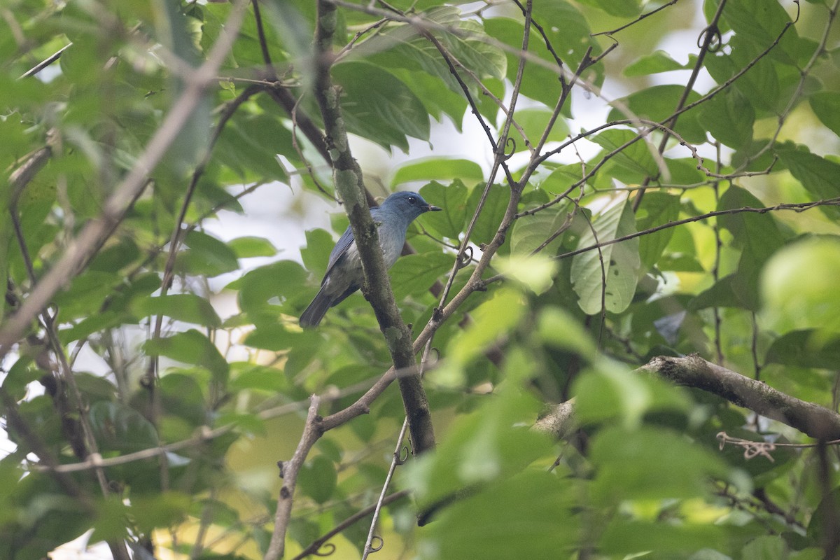 Pale Blue Flycatcher - ML622967033