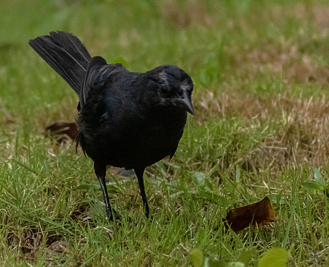 Cuban Blackbird - ML622967039