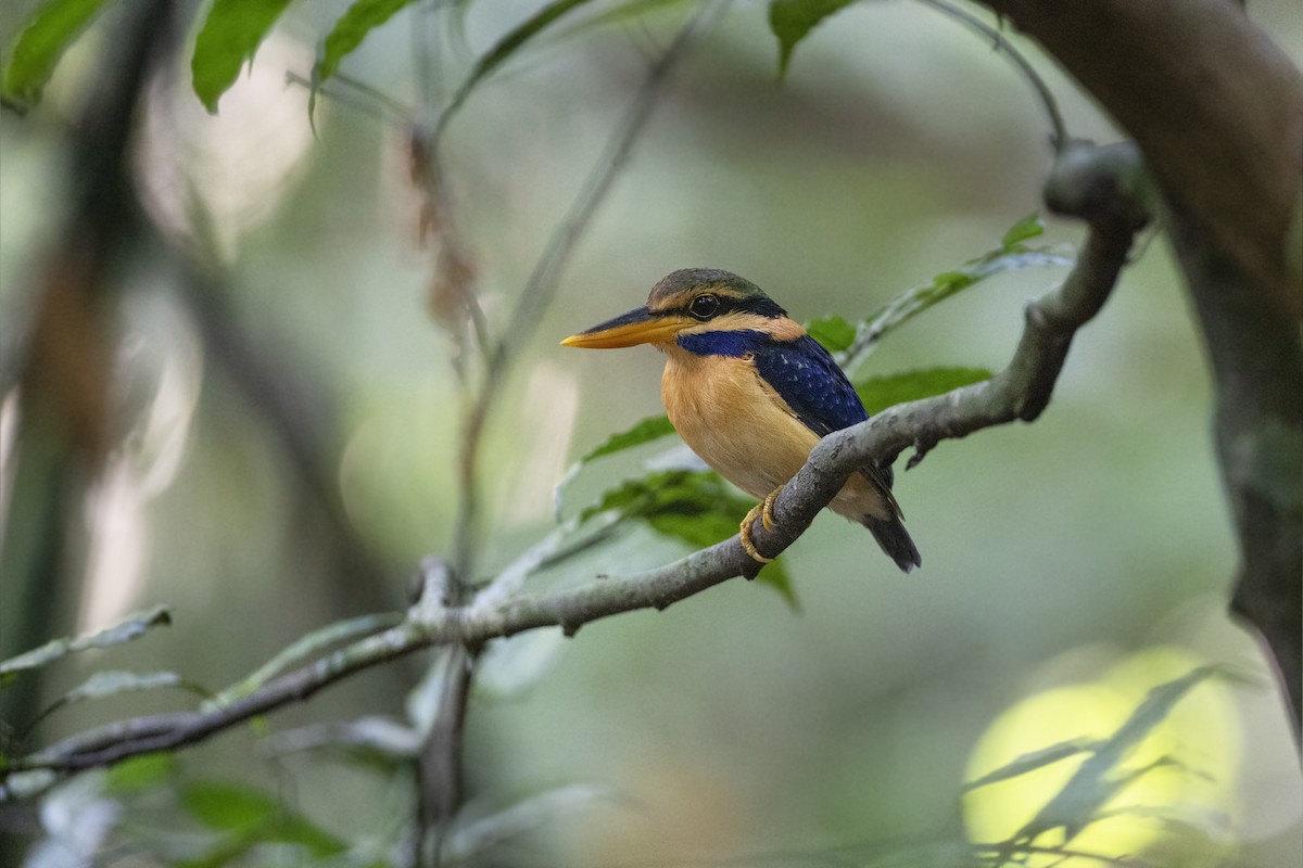 Rufous-collared Kingfisher - Jan-Peter  Kelder