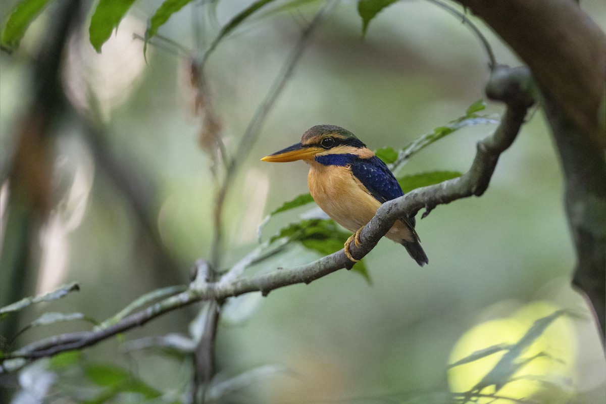 Rufous-collared Kingfisher - ML622967060