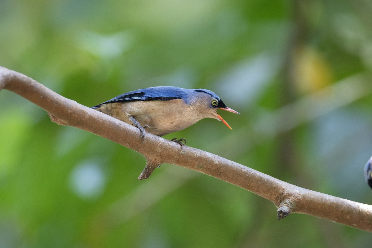 Velvet-fronted Nuthatch - ML622967091